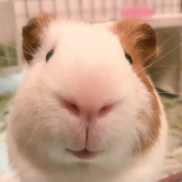 기니피그