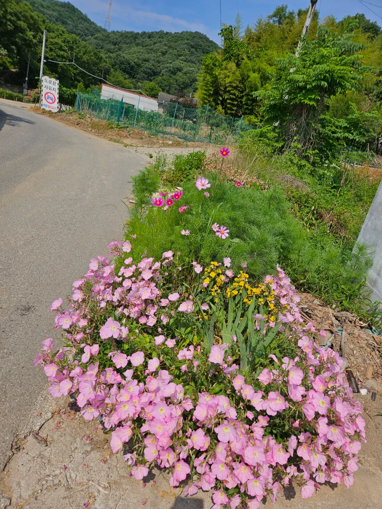 들국화
