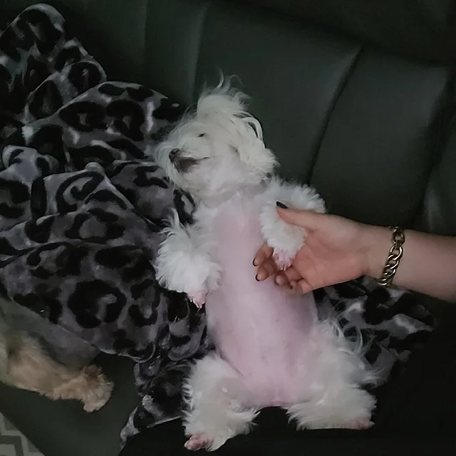 배빵빵딸구