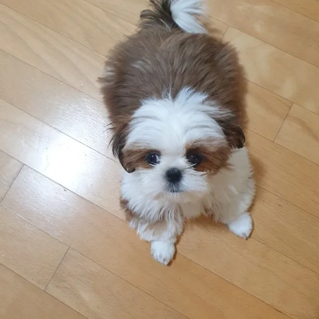 공l둘리l룡