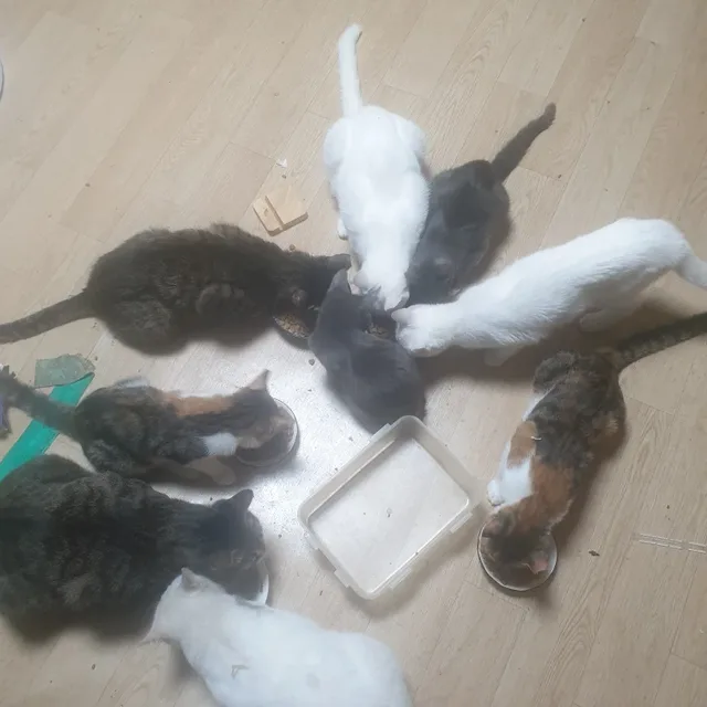 냥마