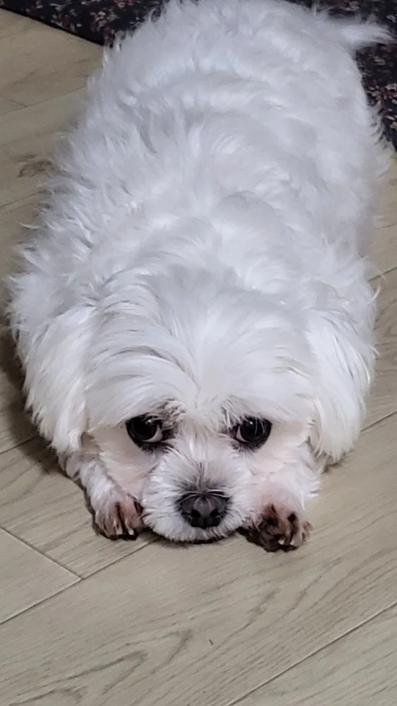 토미