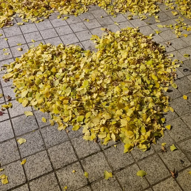 뎡이