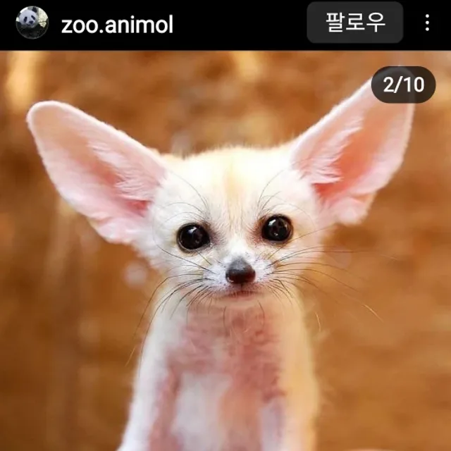 스텔라