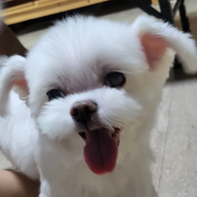 구름이