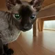 바니바니당근당근