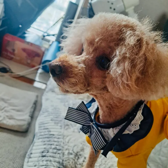 헤이