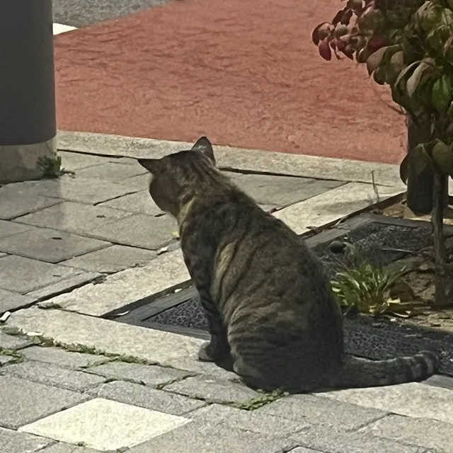 라벤더는보라색