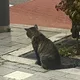 라벤더는보라색