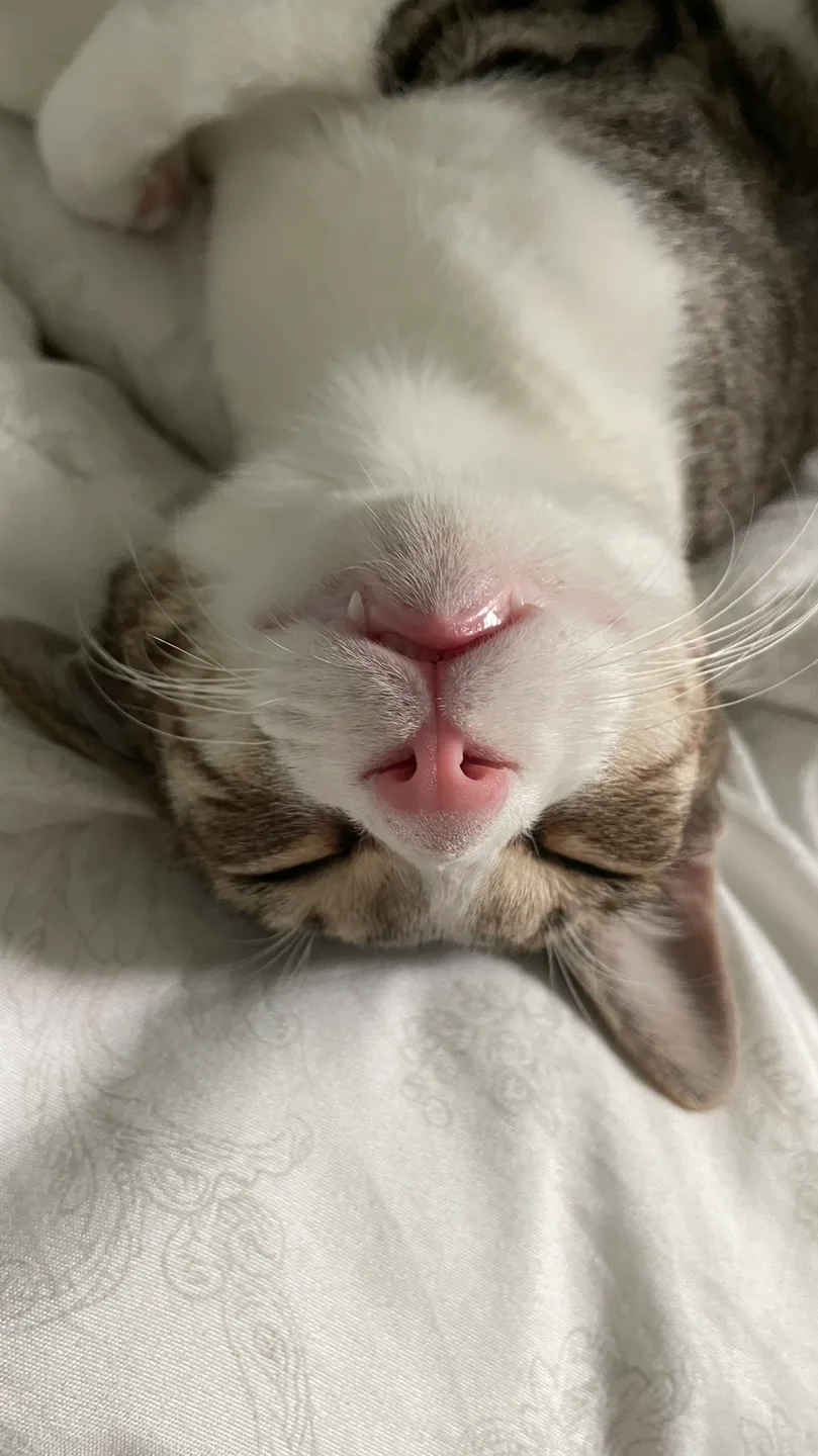 요기요기