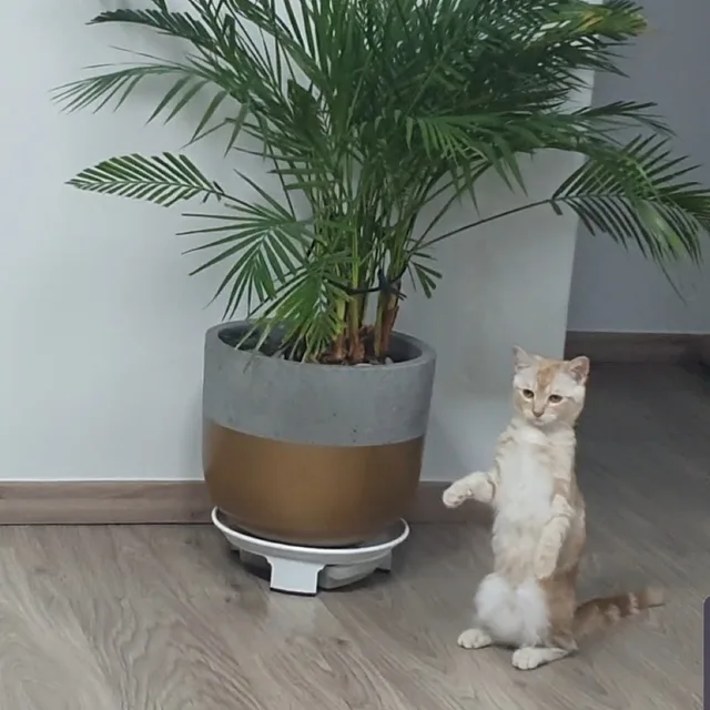 하루살이