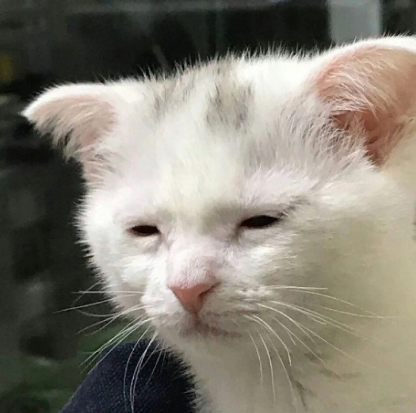 아자자
