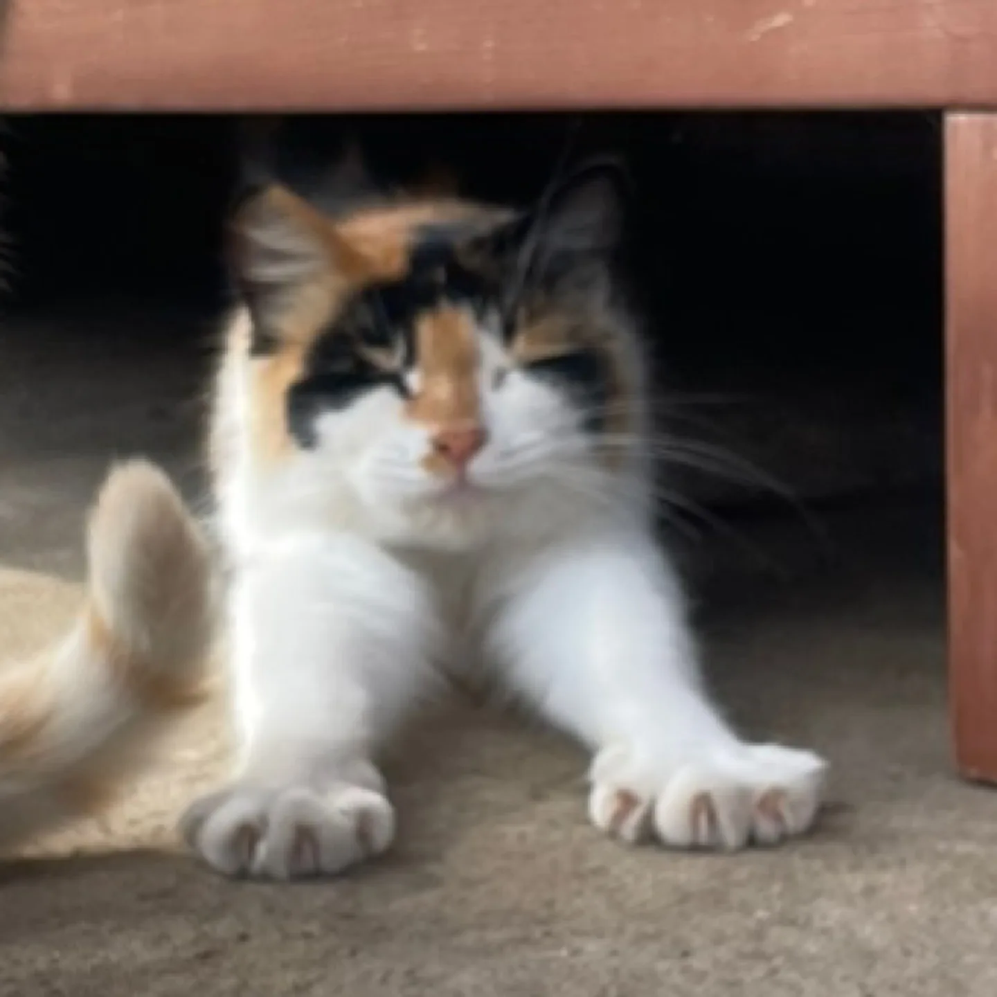 삼냥이