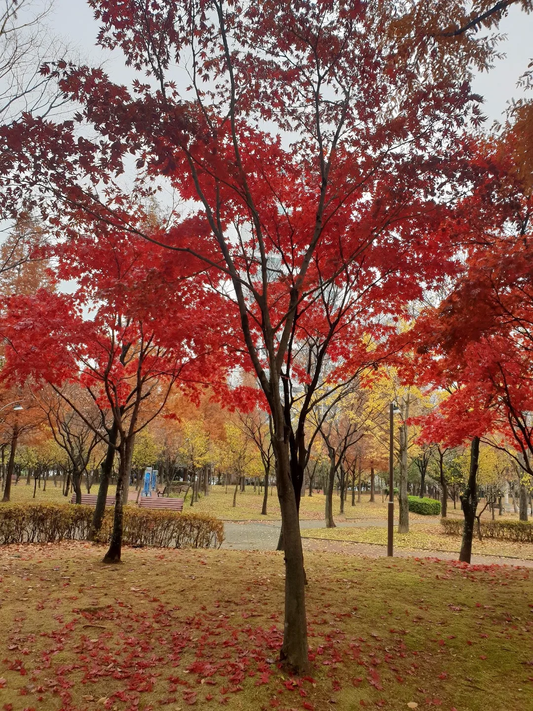 오뚜기
