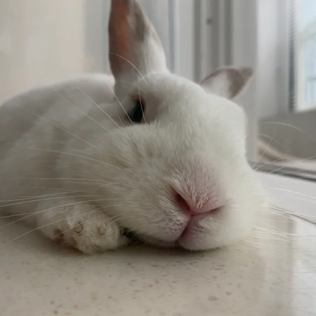 수니