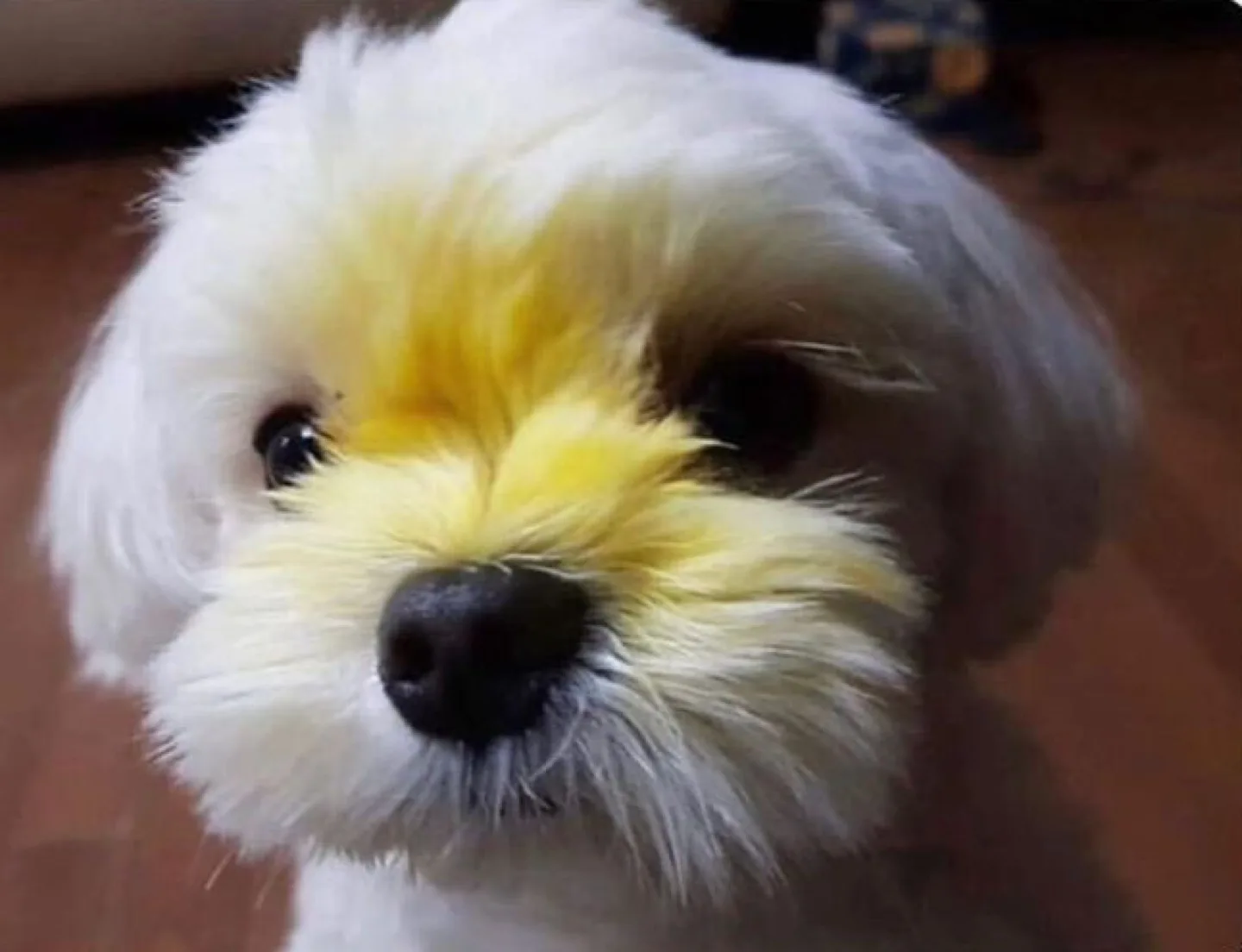 강똥