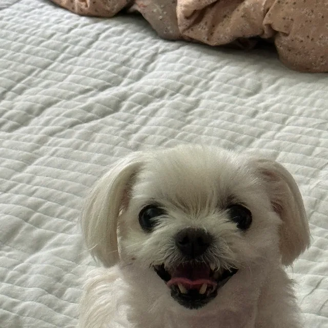 쫑쭝쫑