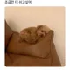 밥이