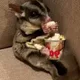 포뇨