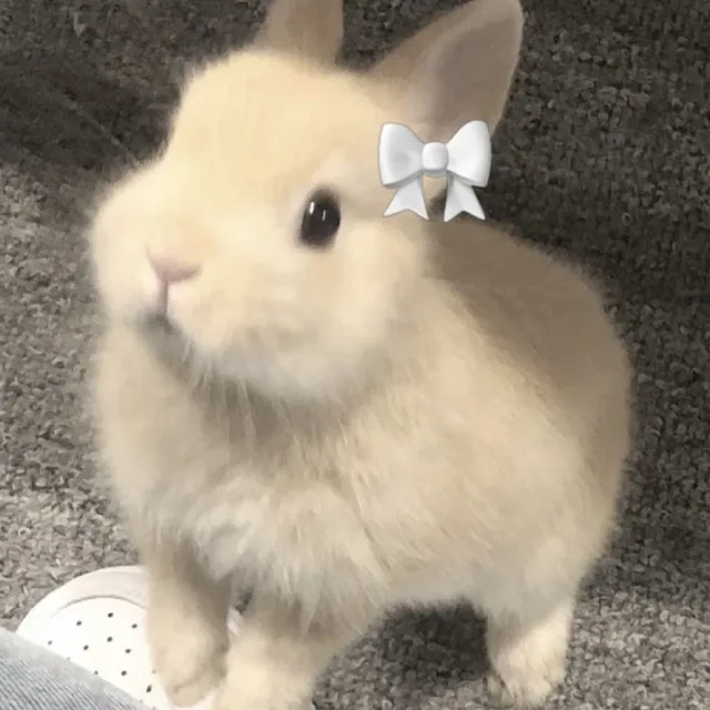 하얀리본터끼