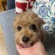 시루