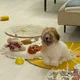 코라언니