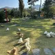 구운사과