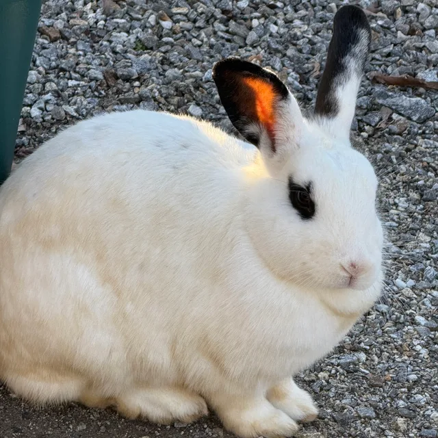 케빈