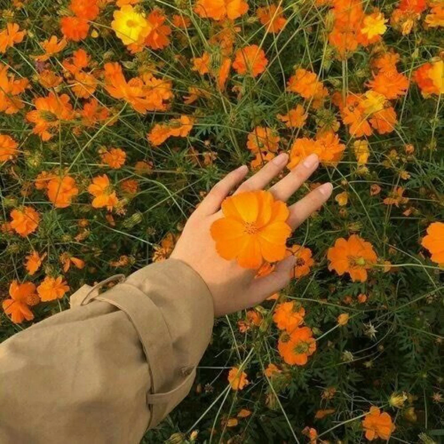 플라