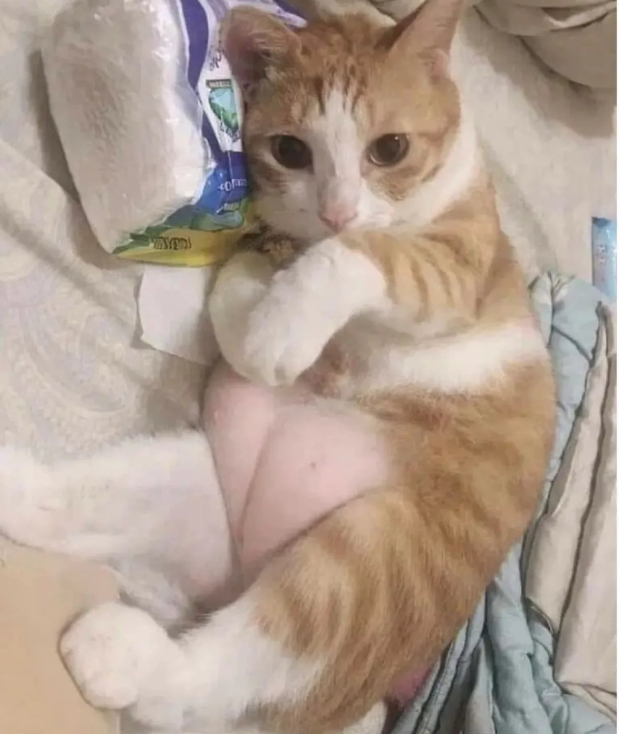 푸딩