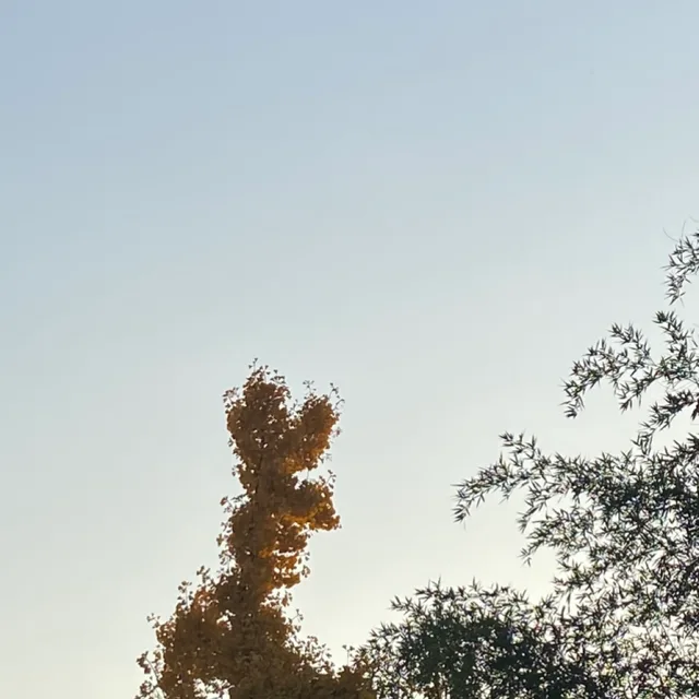 이윤아