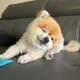 쏭쿠키