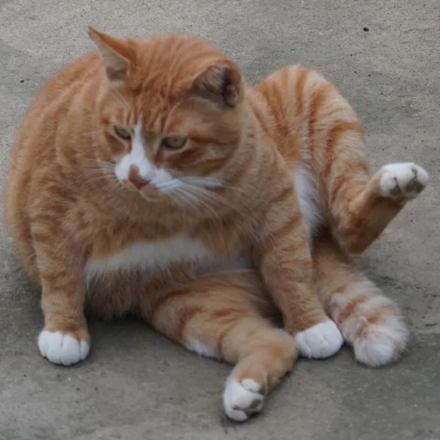 부리