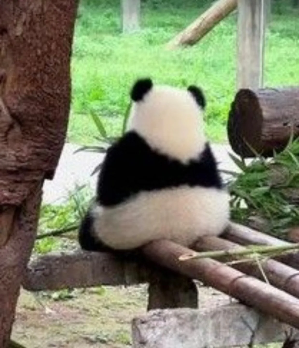 판다핑