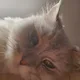 뽀롱