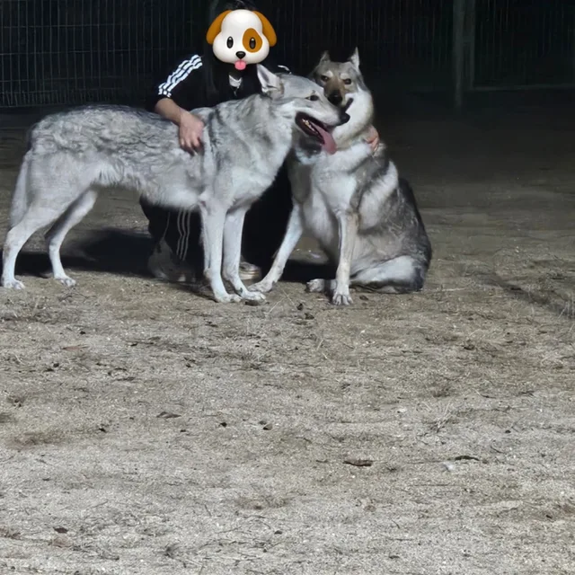 러버
