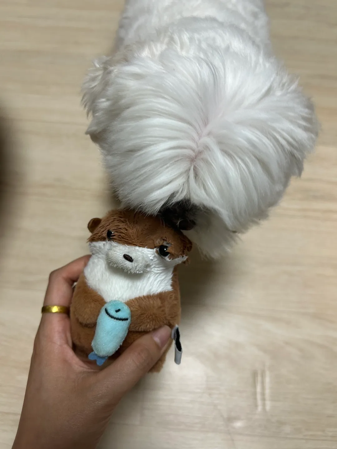 쥰이