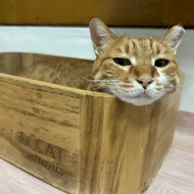 네코