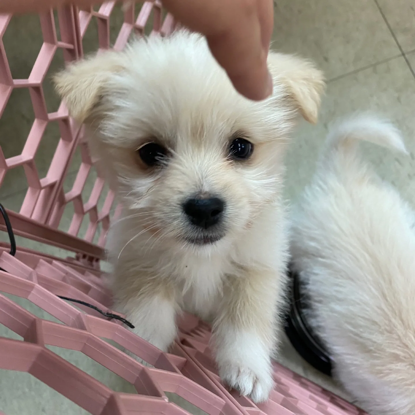 오기통통