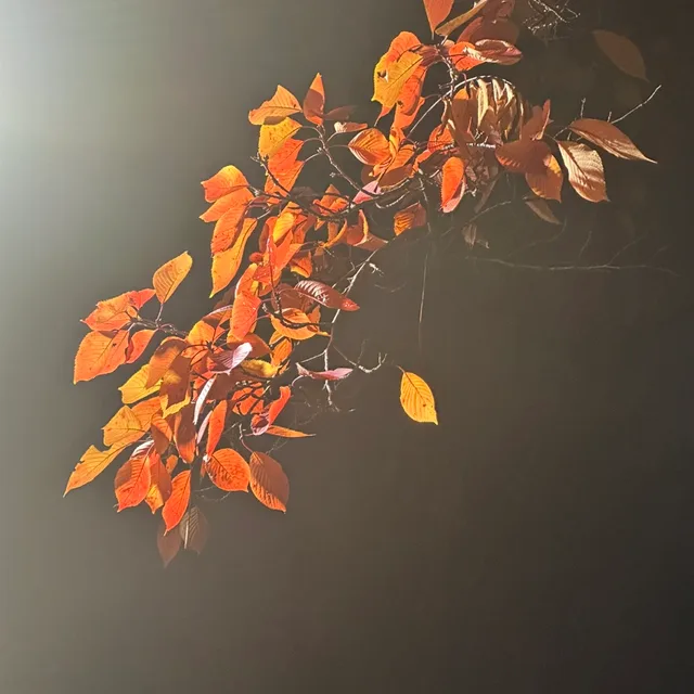 콩콩콩