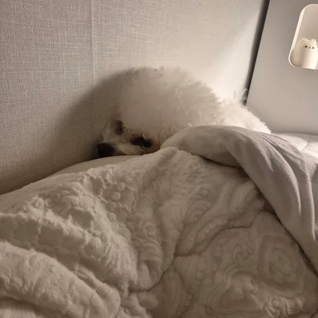 공봄