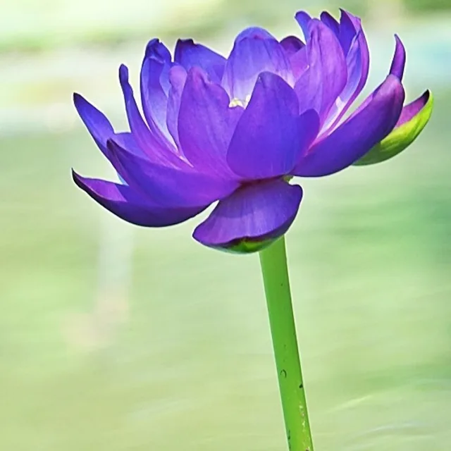 보랏빛