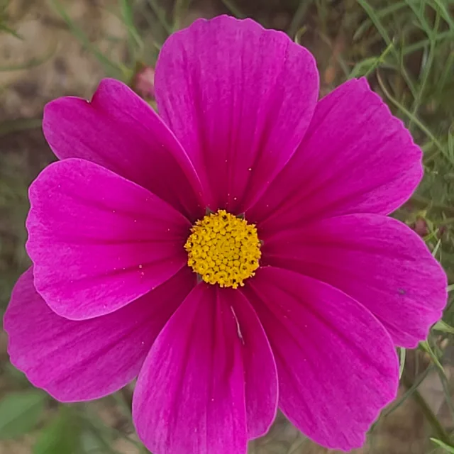 라헬