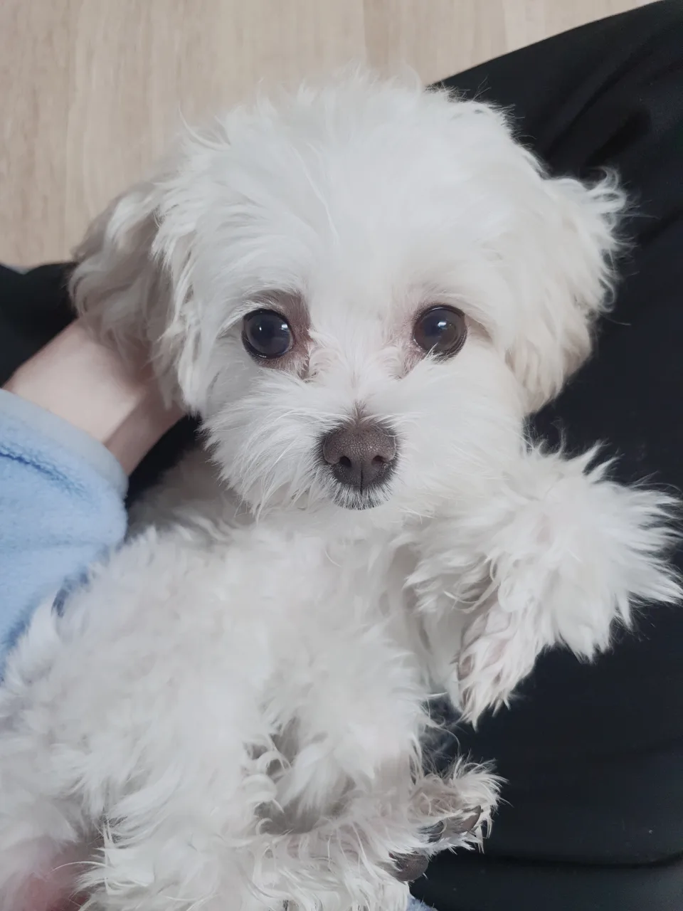 뽀삐