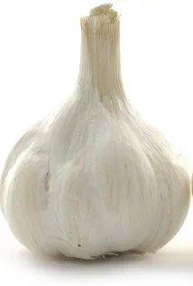 생마늘