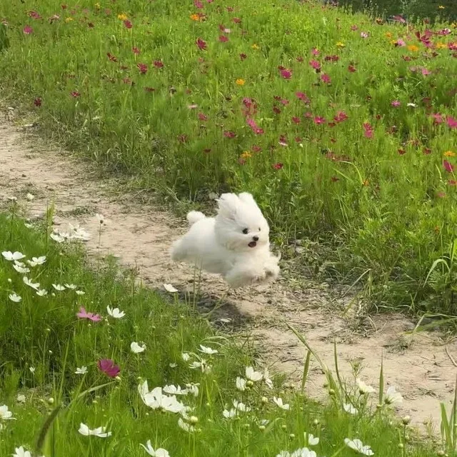 당근페이안써요