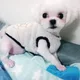 두부