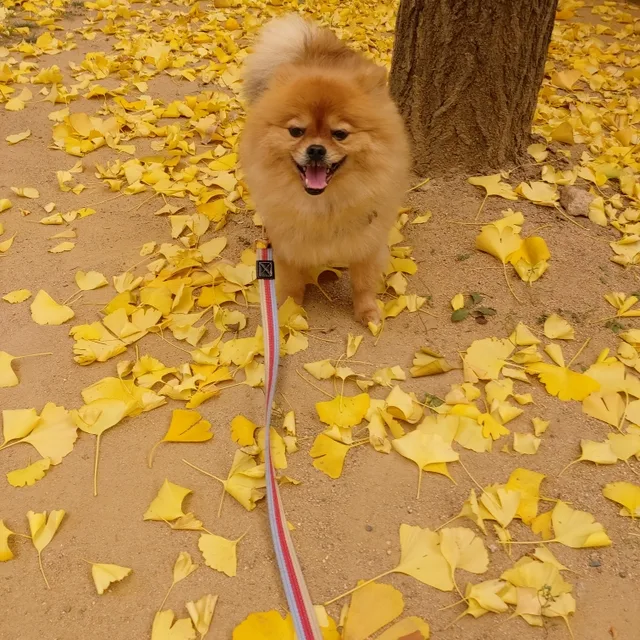 단풍