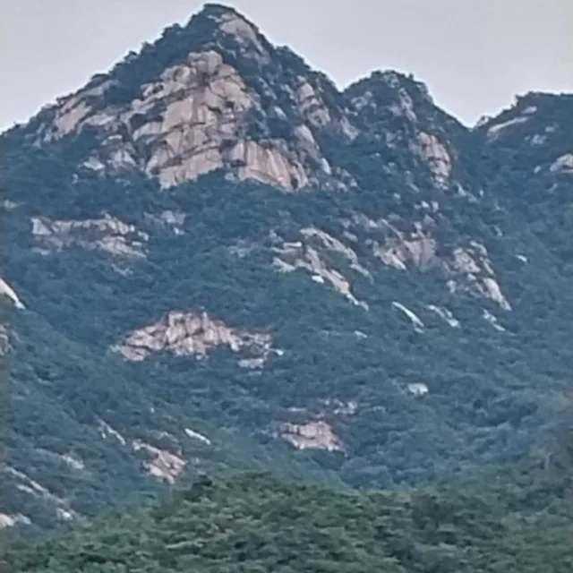 해바라기