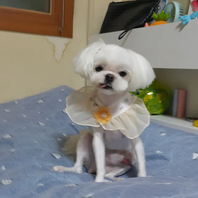 여우목도리